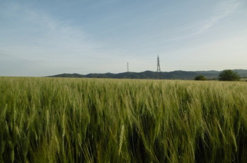 Interrelaciones entre la producción y la calidad de trigo duro con el uso de bioestimulantes