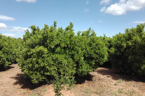 Manejo de la fertirrigación orgánica en cítricos