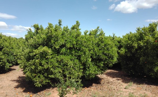 Manejo de la fertirrigación orgánica en cítricos