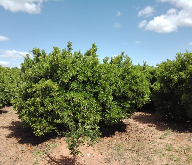 Manejo de la fertirrigación orgánica en cítricos