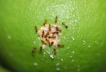 Principales especies de hormigas y su gestión para mejorar el control de plagas en cítricos