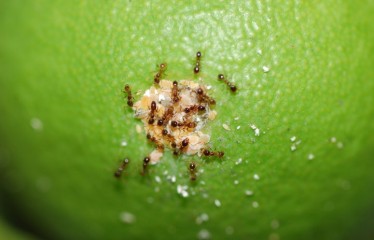 Principales especies de hormigas y su gestión para mejorar el control de plagas en cítricos