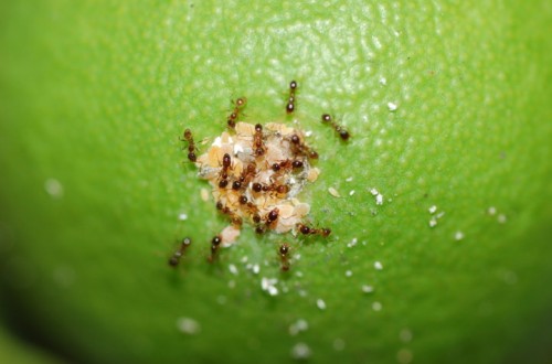 Principales especies de hormigas y su gestión para mejorar el control de plagas en cítricos