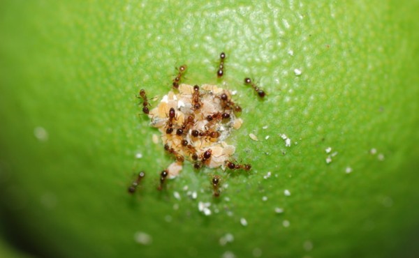 Principales especies de hormigas y su gestión para mejorar el control de plagas en cítricos