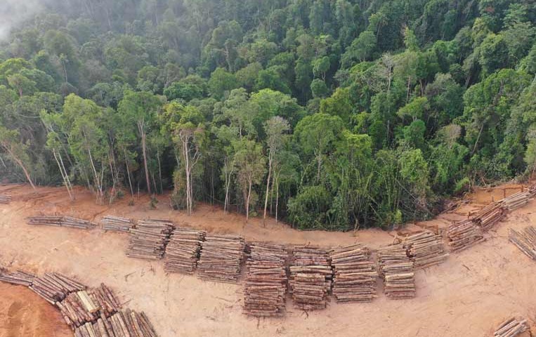 bosques-deforestacion