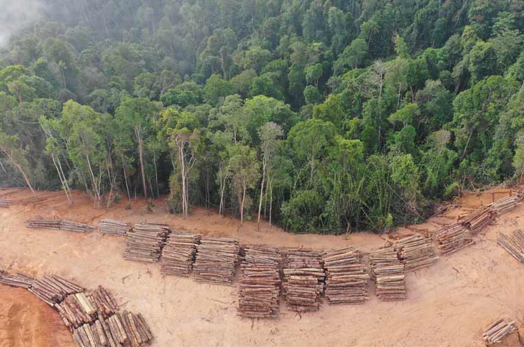 WWF critica la falta de ambición y voluntad política de la UE sobre la deforestación importada