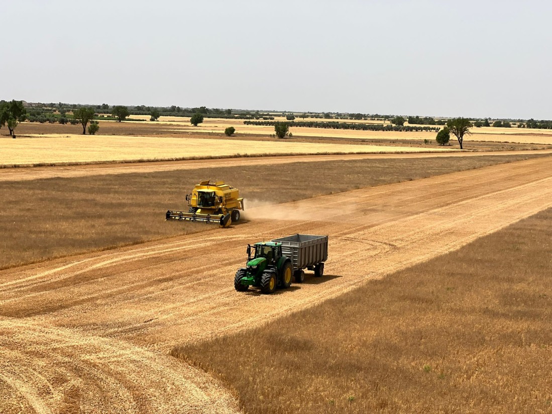 El USDA rebaja en 3,7 millones de toneladas su previsión de producción mundial de cereales