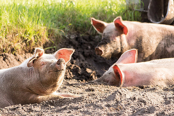 A consulta pública la nueva norma para aplicar los controles oficiales al bienestar animal