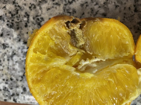 La CE publica la obligatoriedad de hacer tratamiento de frío a las naranjas de países terceros