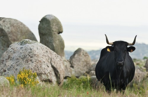 Nueva normativa para la comercialización de los productos reproductivos de las especies ganaderas