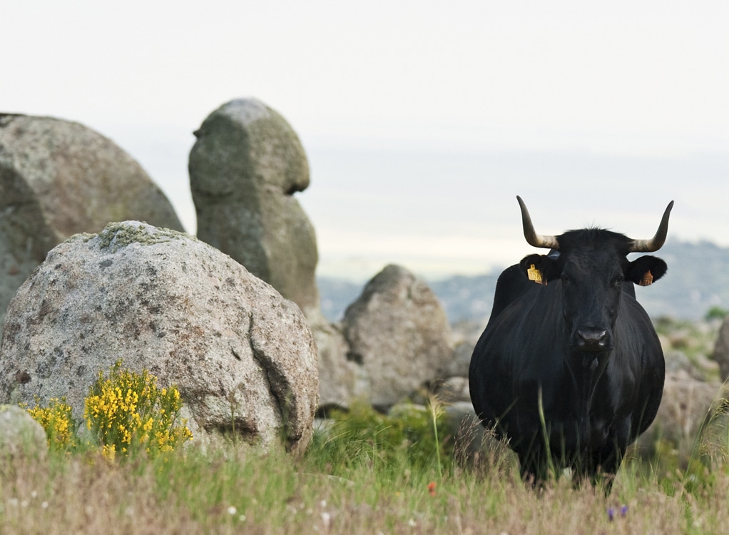 Nueva normativa para la comercialización de los productos reproductivos de las especies ganaderas