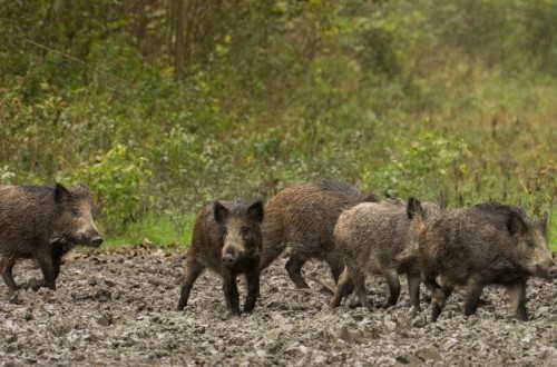 Satisfacción en ASAJA por la declaración de emergencia cinegética por daños de jabalíes