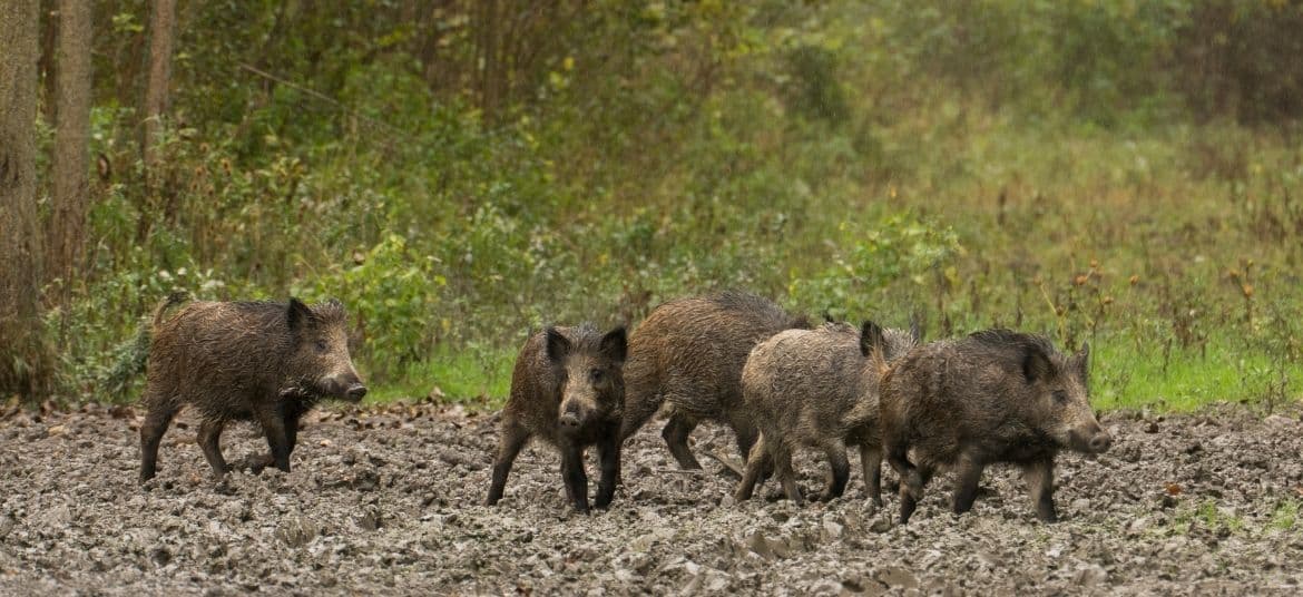 Satisfacción en ASAJA por la declaración de emergencia cinegética por daños de jabalíes