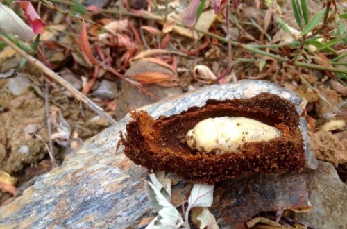 Troyan, la solución de Koppert para el control biológico del gusano cabezudo del almendro