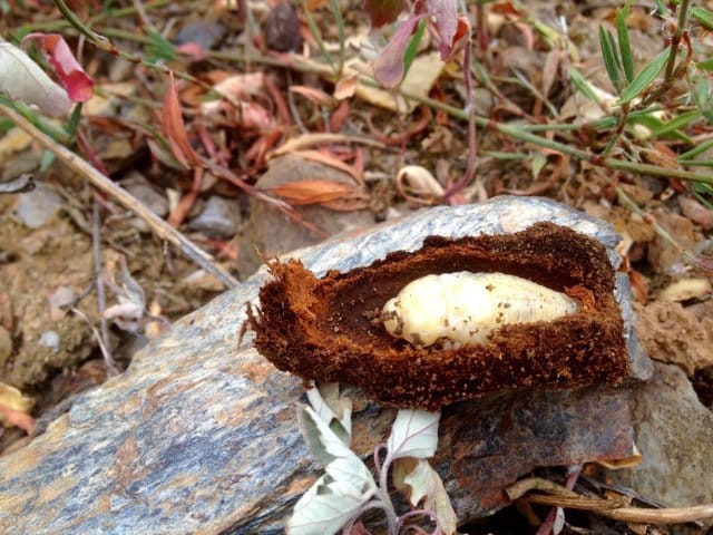 Troyan, la solución de Koppert para el control biológico del gusano cabezudo del almendro