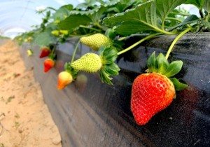 Trianum, el biofungicida de Koppert para el control de patógenos de suelo en fresa y berries