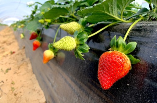 Trianum, el biofungicida de Koppert para el control de patógenos de suelo en fresa y berries