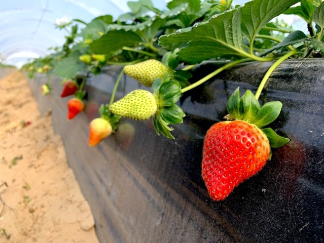 Trianum, el biofungicida de Koppert para el control de patógenos de suelo en fresa y berries