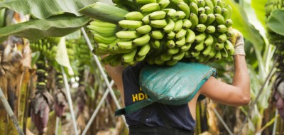El Plan 2021 del seguro de plátano se cierra con 12,7 M€ en indemnizaciones