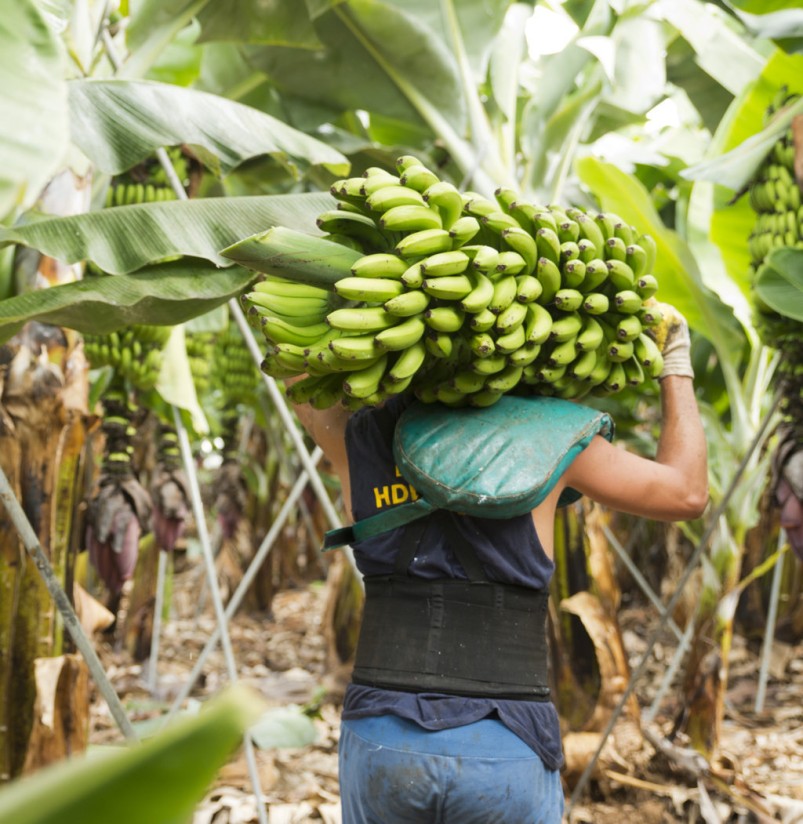 El Plan 2021 del seguro de plátano se cierra con 12,7 M€ en indemnizaciones