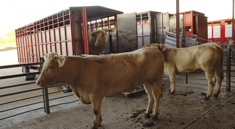 No se permitirá el transporte por carretera de animales vivos a más de 35ºC este verano