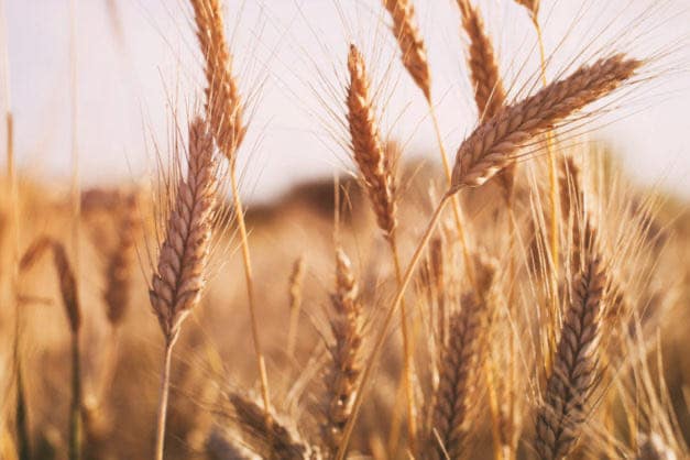 La FAO prevé menor producción y algo menos consumo mundial de cereales en la próxima campaña 2022/23