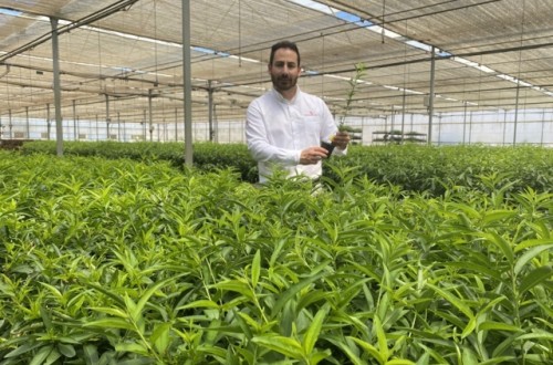 Viveros Hernandorena inicia la campaña de microinjertos con el patrón Rootpac 40