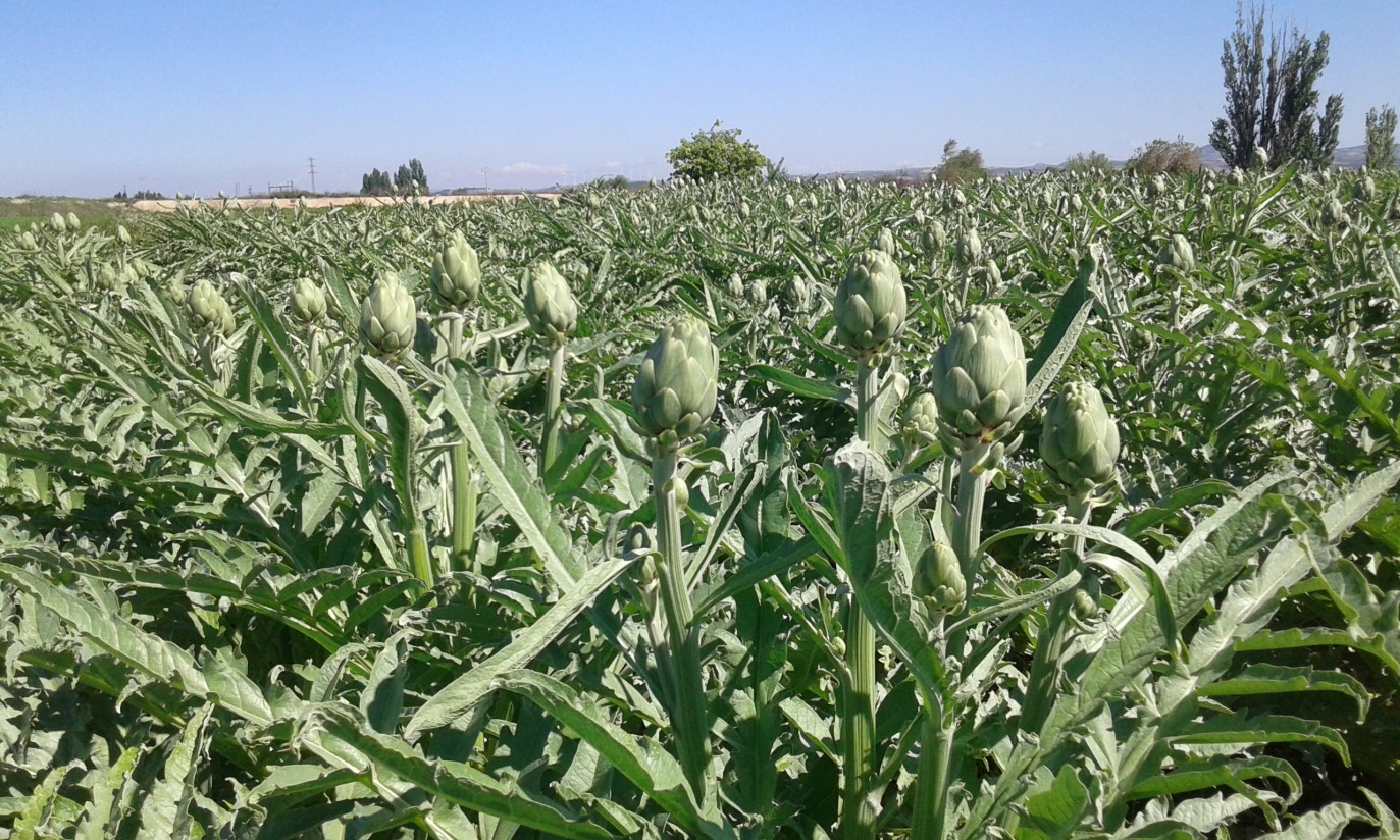 La Alcachofa de Tudela cierra campaña con una importante caída de producción