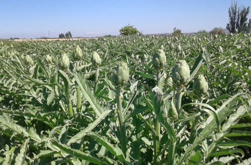 La Alcachofa de Tudela cierra campaña con una importante caída de producción