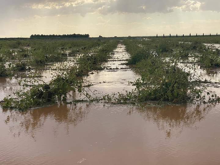 El aumento del 10% de la subvención a la prima del seguro agrario se aplicará a todas las líneas a partir del 1 de septiembre