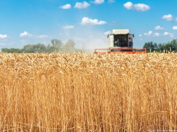 Cooperativas Agro-alimentarias de España estima una campaña de cereales con más de 25 millones de toneladas