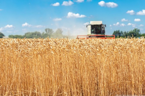 Cooperativas Agro-alimentarias de España estima una campaña de cereales con más de 25 millones de toneladas