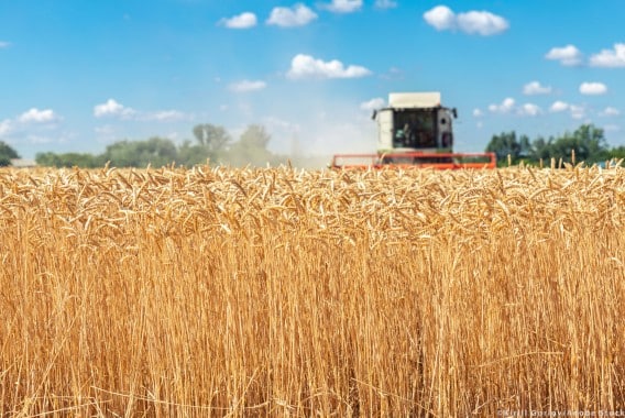 Cooperativas Agro-alimentarias de España estima una campaña de cereales con más de 25 millones de toneladas