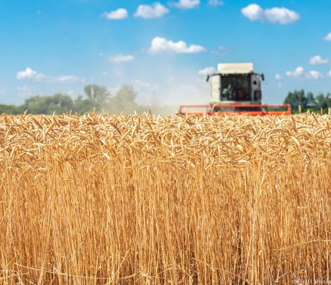 Cooperativas Agro-alimentarias de España estima una campaña de cereales con más de 25 millones de toneladas