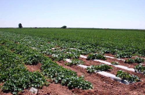 Entre un 15 y un 20% menos de melones en la recolección en Castilla-La Mancha