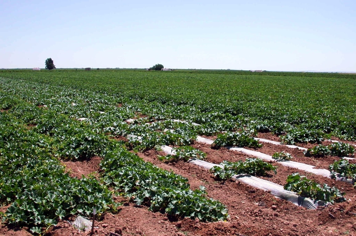 Entre un 15 y un 20% menos de melones en la recolección en Castilla-La Mancha