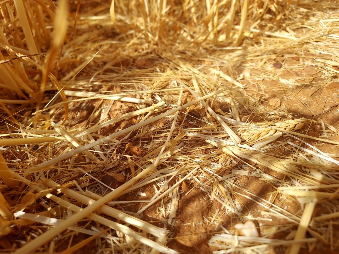 Agroseguro inicia el pago de 33 M€ en indemnizaciones a productores de cereal