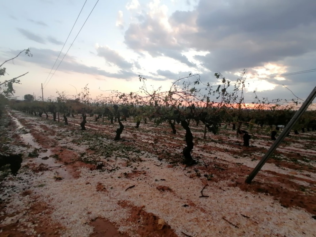 ¿Cómo se aplicará el alza de 10 puntos de la subvención a la prima de los seguros agrarios a partir del 1 de septiembre?