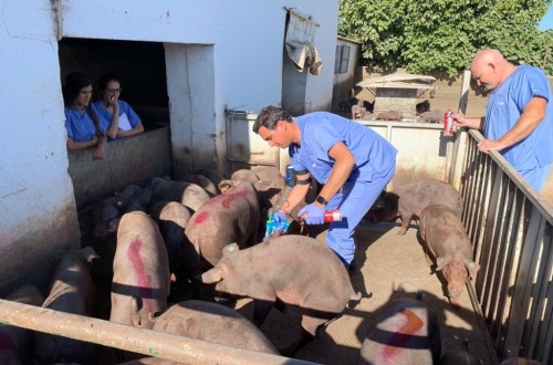 Zoetis España y Portugal organizan una jornada formativa sobre Improvac