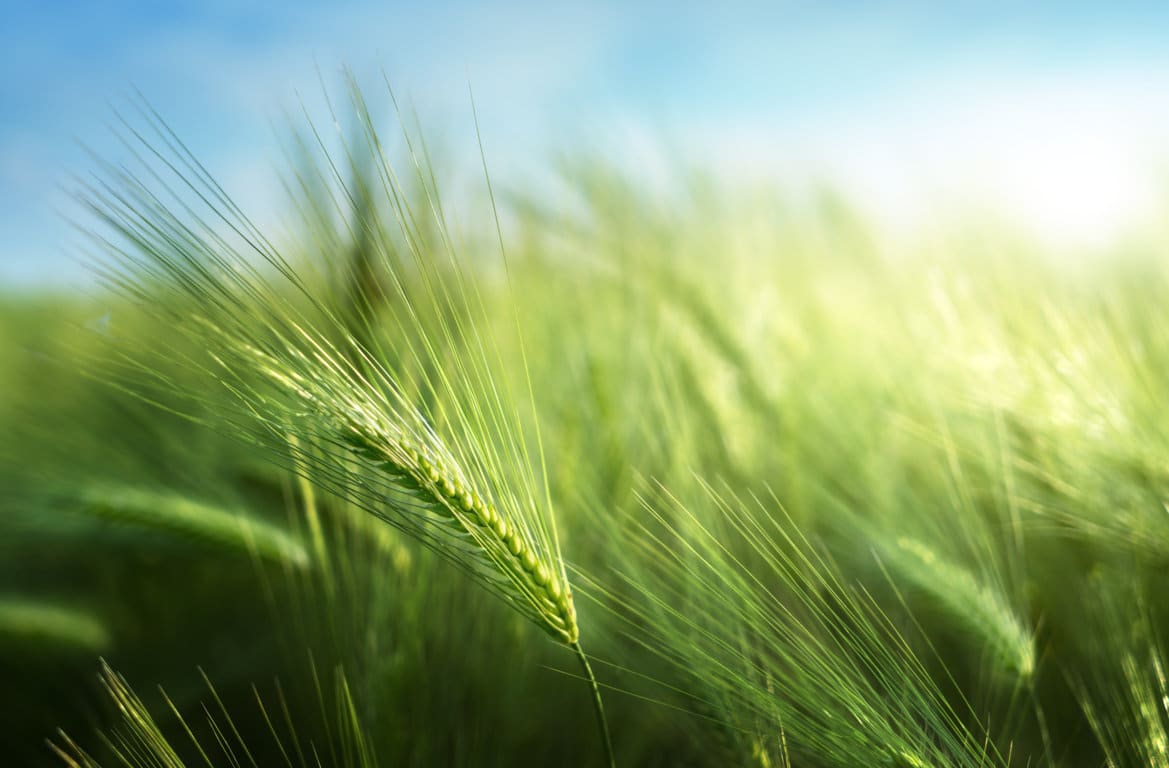 Colaboración entre Boortmalt y BASF para promover una agricultura climáticamente inteligente