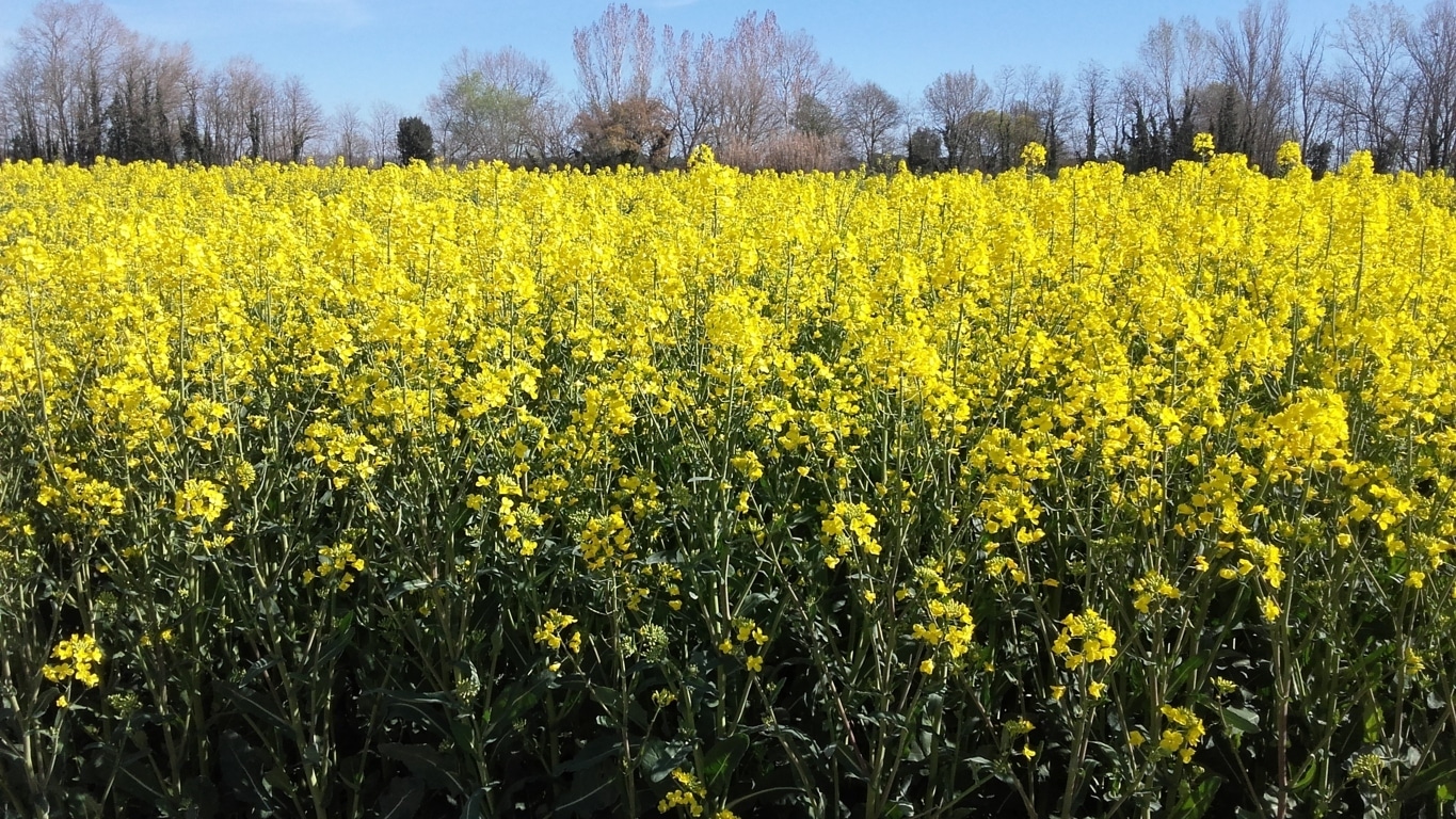 Incremento de cerca de un 40% de la superficie declarada de girasol y colza en la PAC 2022