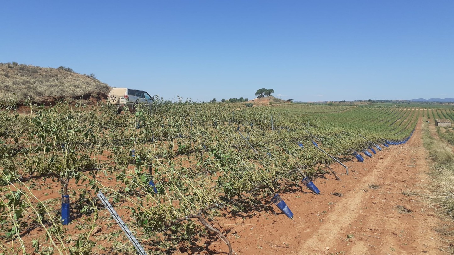 El pedrisco deja pérdidas millonarias en varios cultivos peninsulares