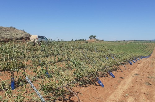 El pedrisco deja pérdidas millonarias en varios cultivos peninsulares
