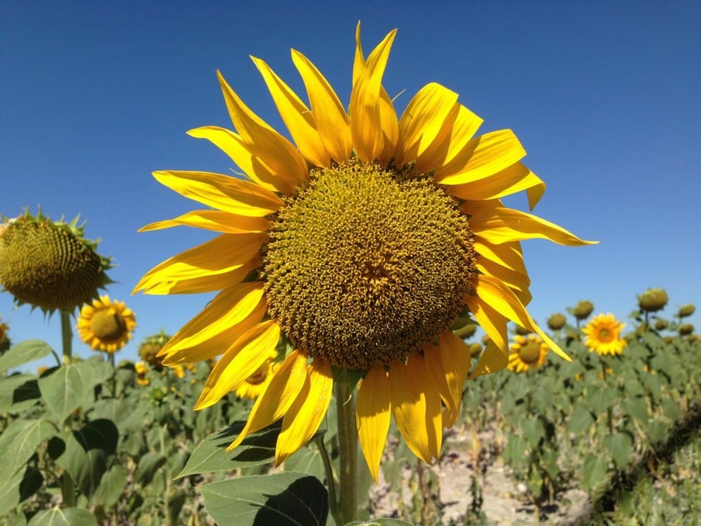 UPA plantea dos alternativas frente a la opción de eliminar la ayuda asociada a colza y girasol