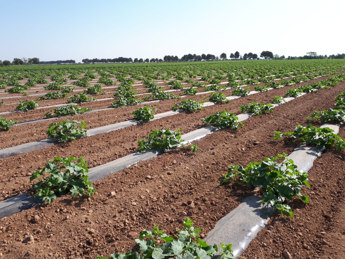 Castilla-La Mancha comenzará la campaña del melón y la sandía con un 11% menos de superficie