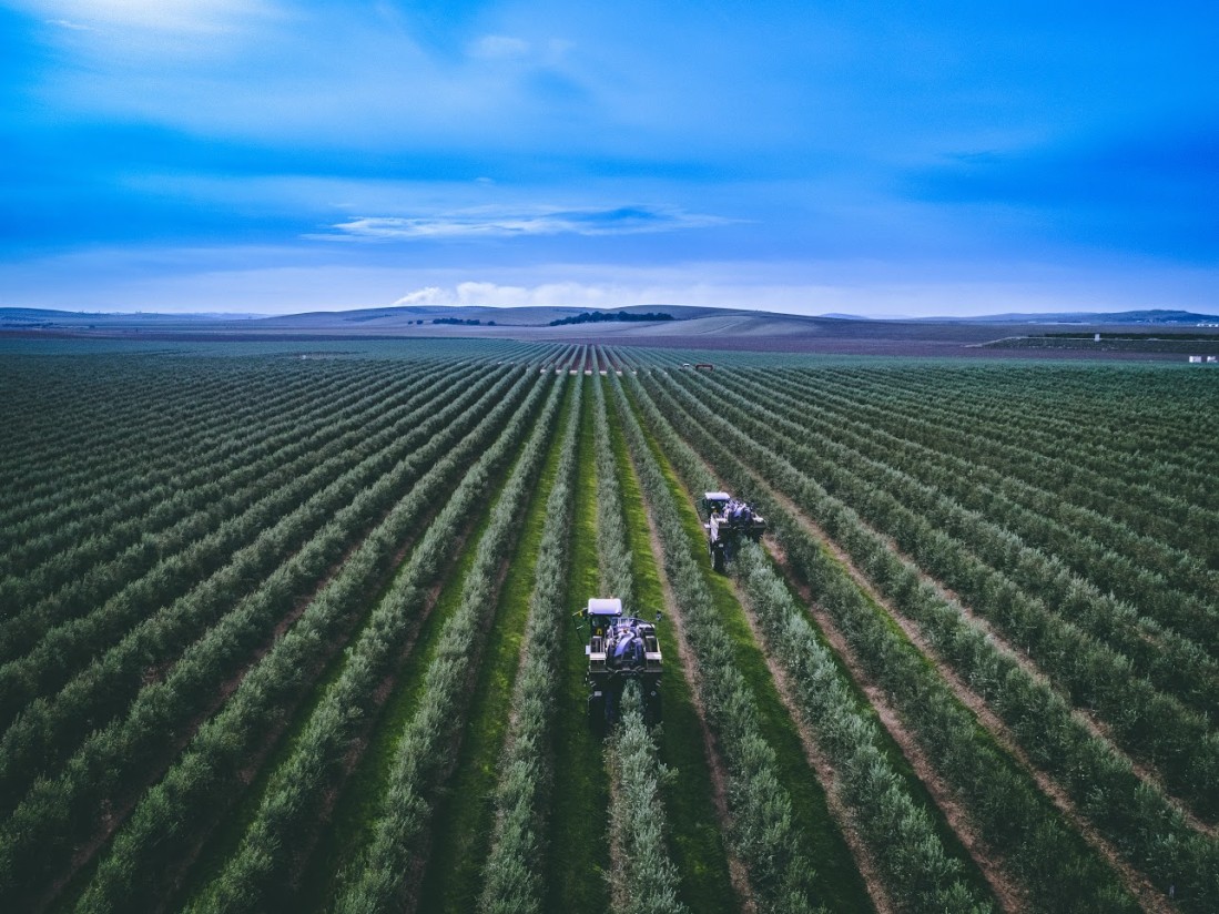 Life Resilience, un modelo de lucha sostenible contra la bacteria que amenaza la agricultura mediterránea