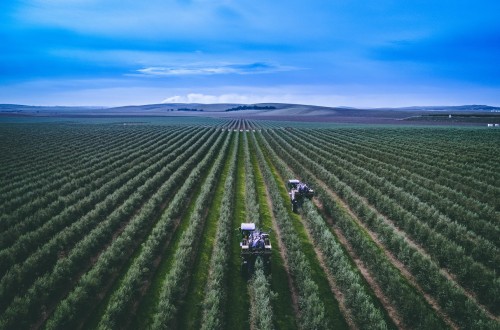 Life Resilience, un modelo de lucha sostenible contra la bacteria que amenaza la agricultura mediterránea