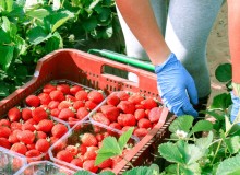 Foto prensa fresas