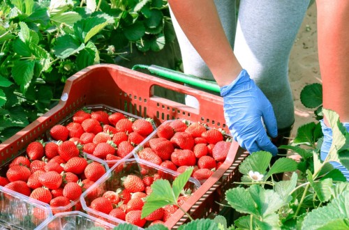 La campaña de frutos rojos en Huelva cierra con una caída en la producción pero repunte en las exportaciones