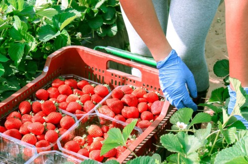 Facua, COAG y La Unió exigen medidas tras la nueva alerta de presencia de Hepatitis A en fresas de Marruecos